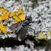 Melanophora roralis